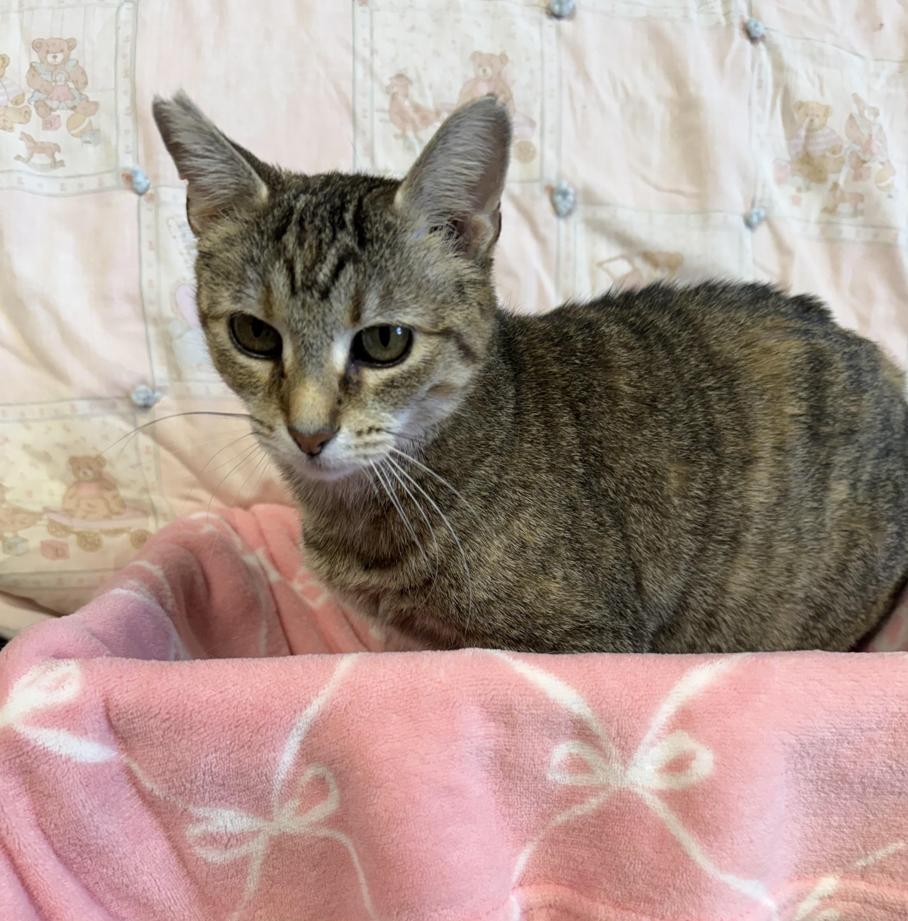 Rummy, Adoptable, Adult Female Domestic Short Hair.