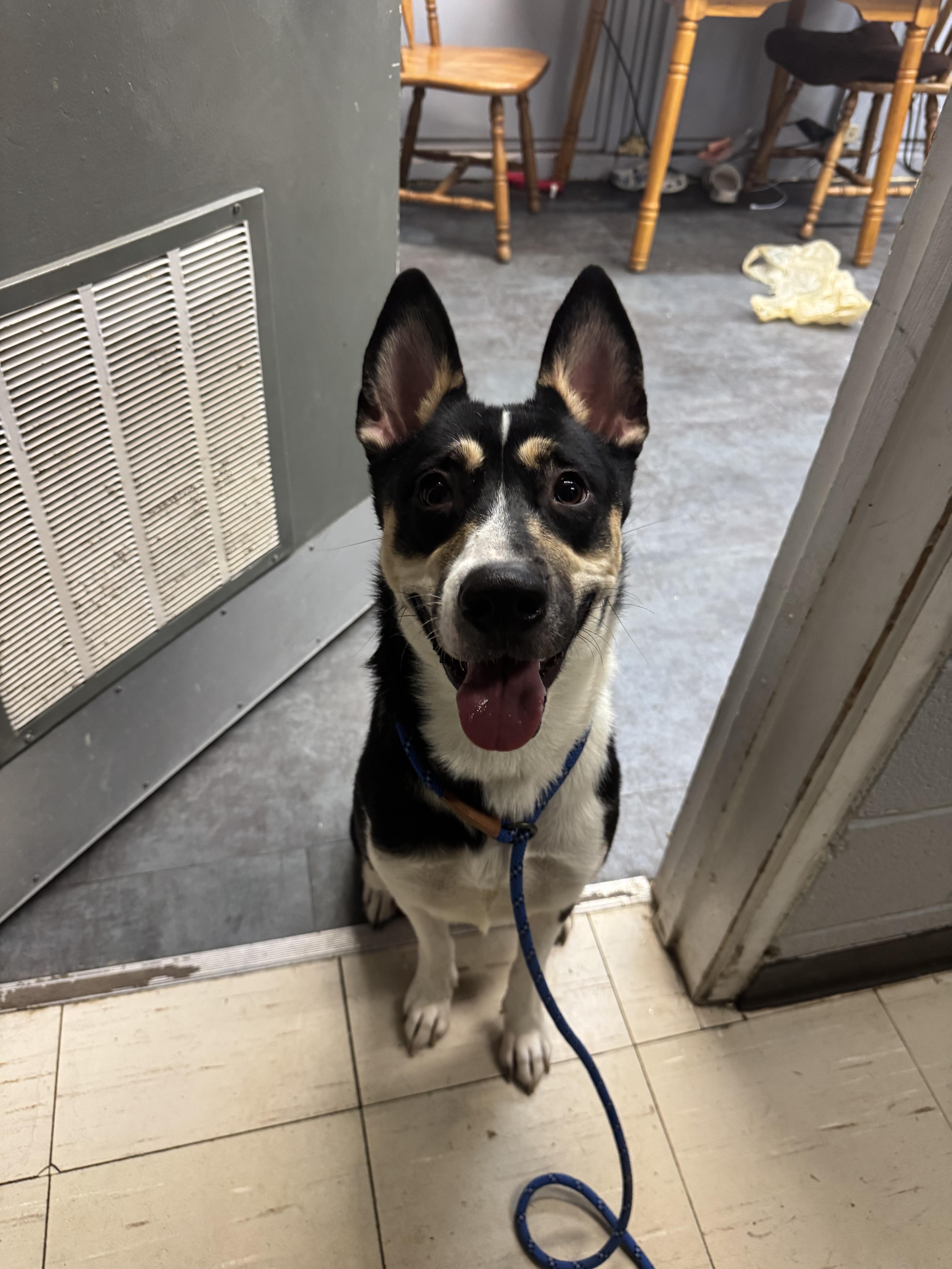 Enlarge Twyla, a Adoptable mixed breed in Hermitage, PA image 2/3