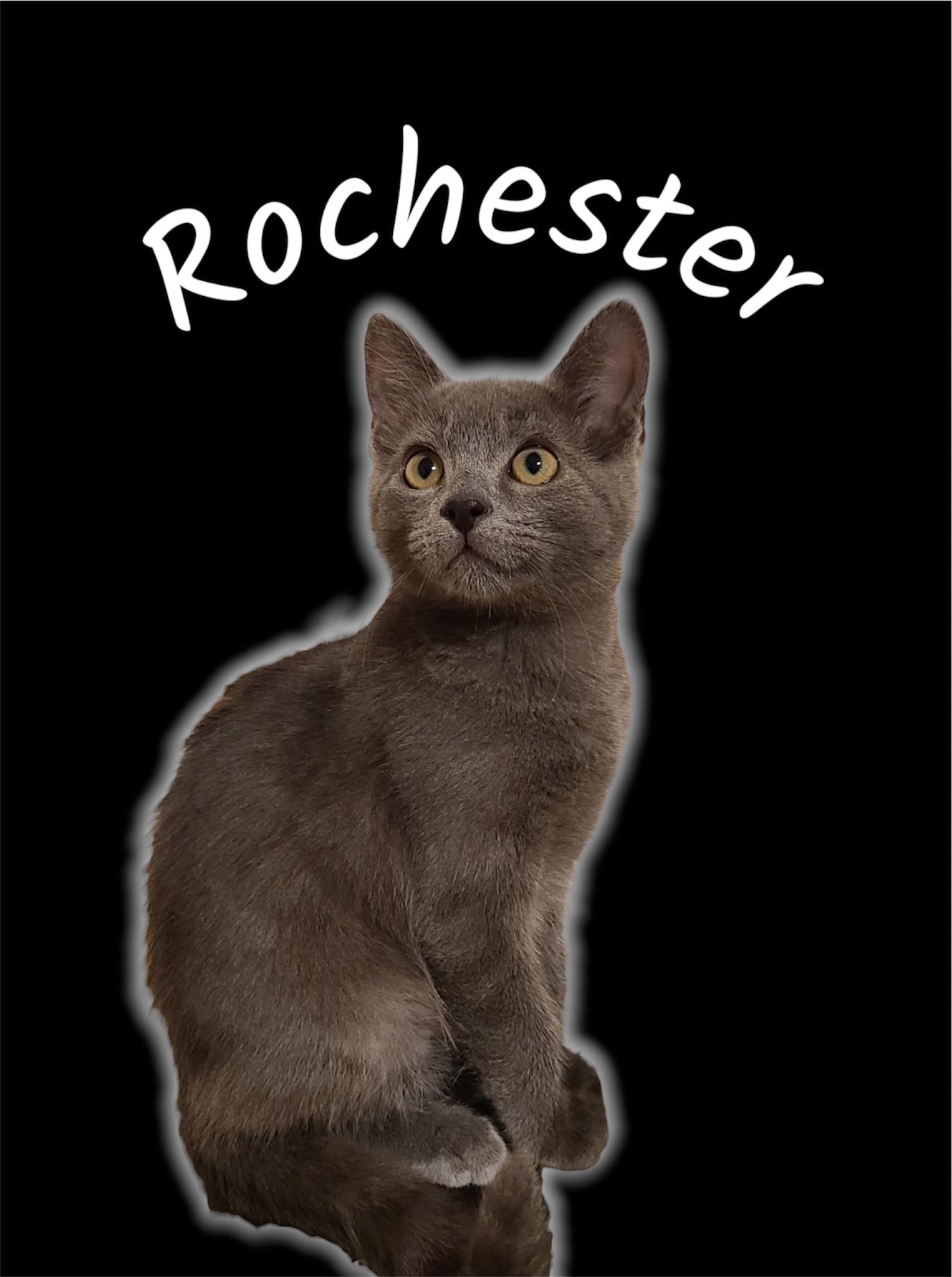 Enlarge Rochester, a ADOPTABLE Domestic Short Hair in Auburn, CA image 1/1