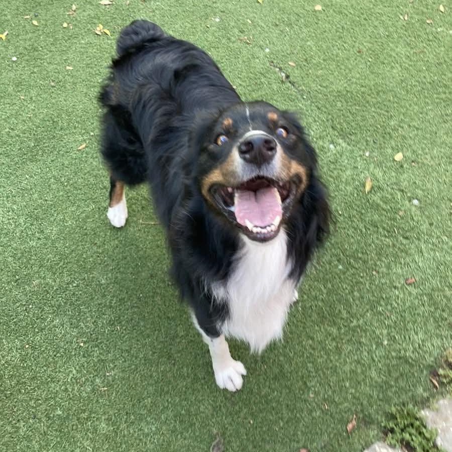 Oshie, ADOPTABLE, Adult Male Australian Shepherd.