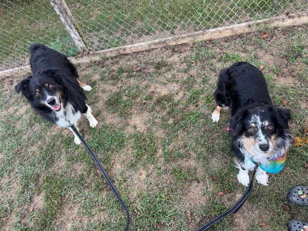 Enlarge Oshie, a Adoptable Australian Shepherd in Alexandria, VA image 5/5