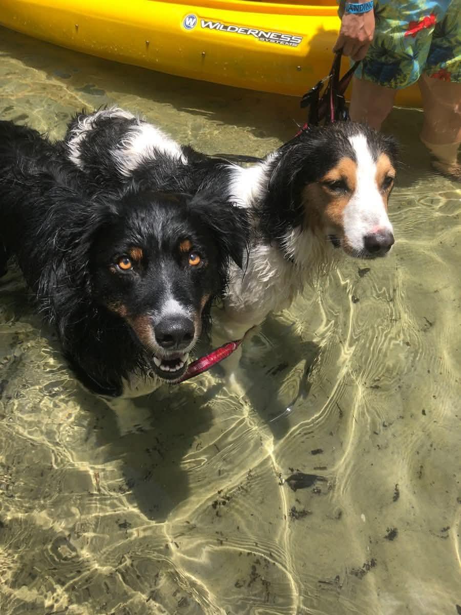 Oshie, a ADOPTABLE Australian Shepherd in Alexandria, VA image 4/4