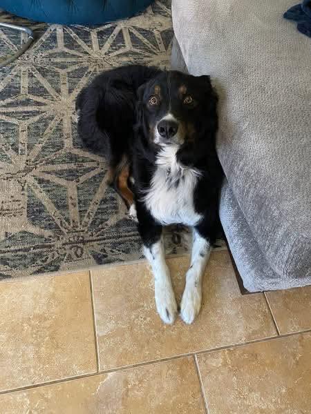 Oshie, a ADOPTABLE Australian Shepherd in Alexandria, VA image 2/4