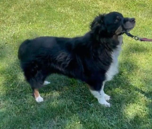 Oshie, a ADOPTABLE Australian Shepherd in Alexandria, VA image 3/4