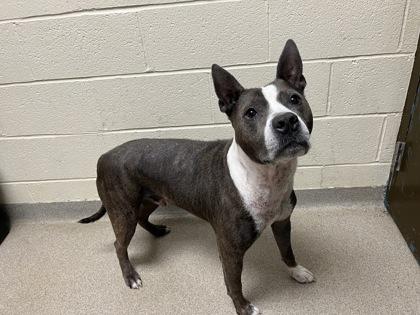 Pokie, Adoptable, Adult Male Pit Bull Terrier & Mixed Breed.