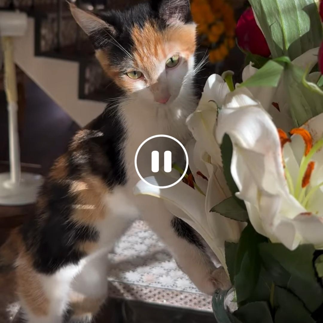 Enlarge Clare and Juliette , an adopted Calico in Phoenix, AZ image 1/5