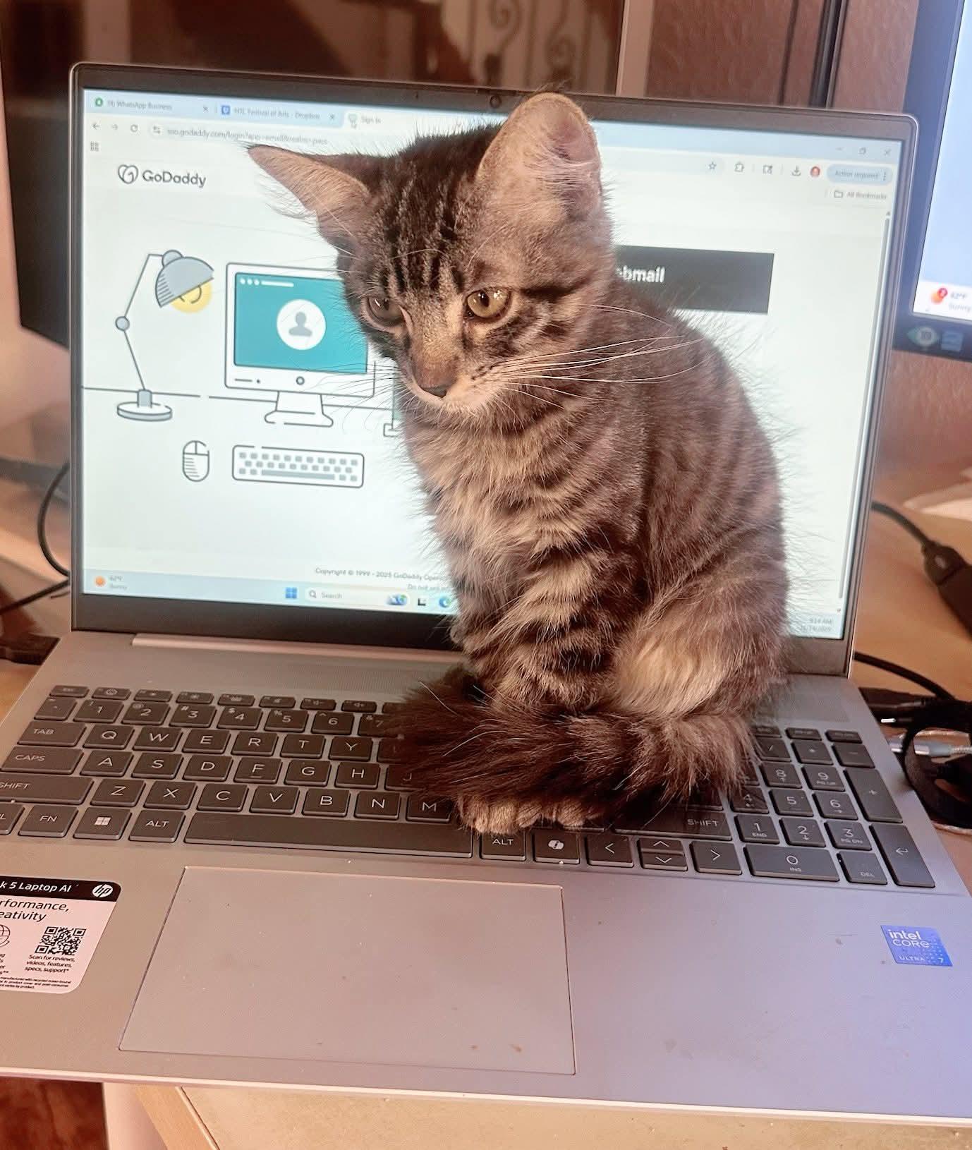 Enlarge Clare and Juliette , an adopted Calico in Phoenix, AZ image 3/5