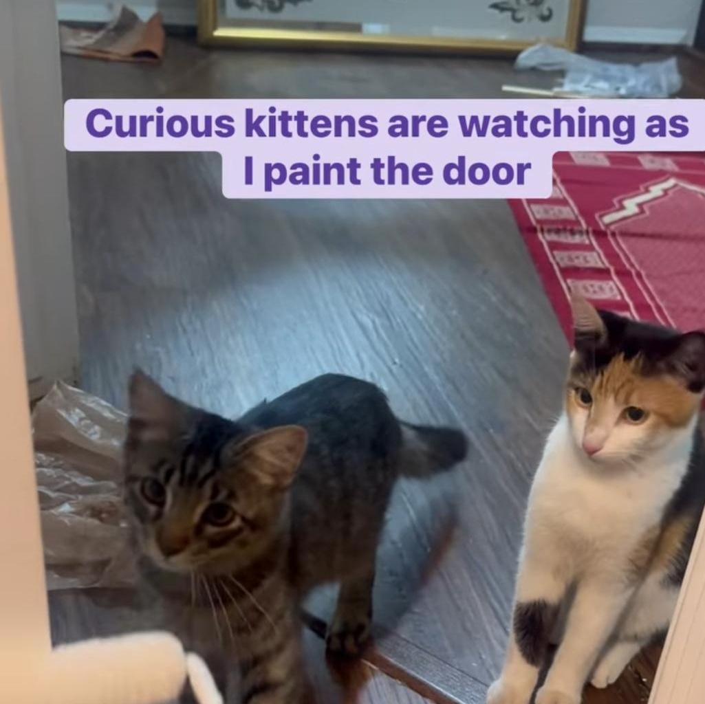 Enlarge Clare and Juliette , an adopted Calico in Phoenix, AZ image 5/5