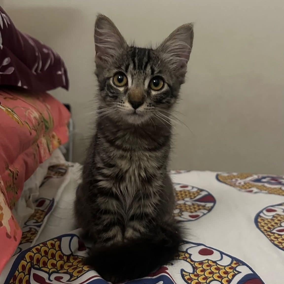 Enlarge Clare and Juliette , an adopted Calico in Phoenix, AZ image 4/5