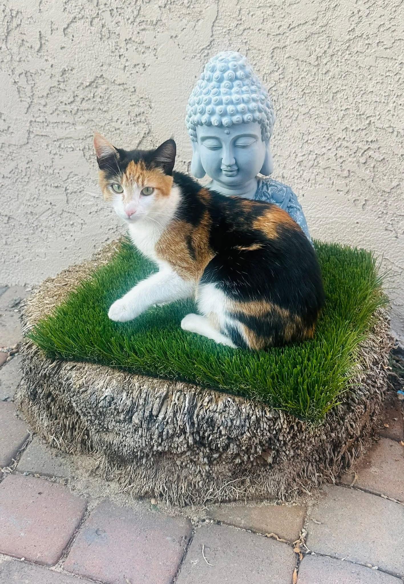 Enlarge Clare and Juliette , an adopted Calico in Phoenix, AZ image 2/5