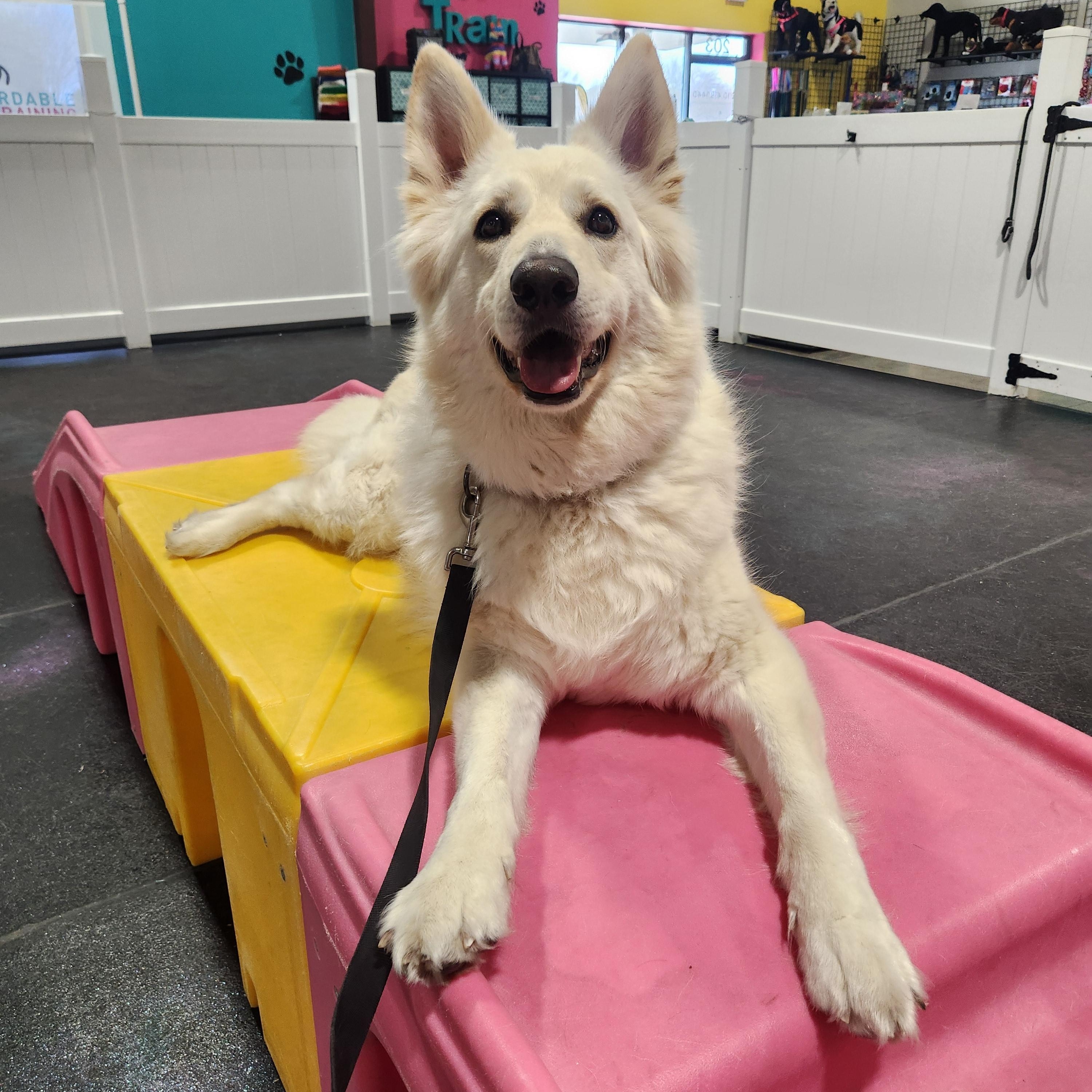 Beau, a Adoptable mixed breed in Georgetown, TX image 6/6