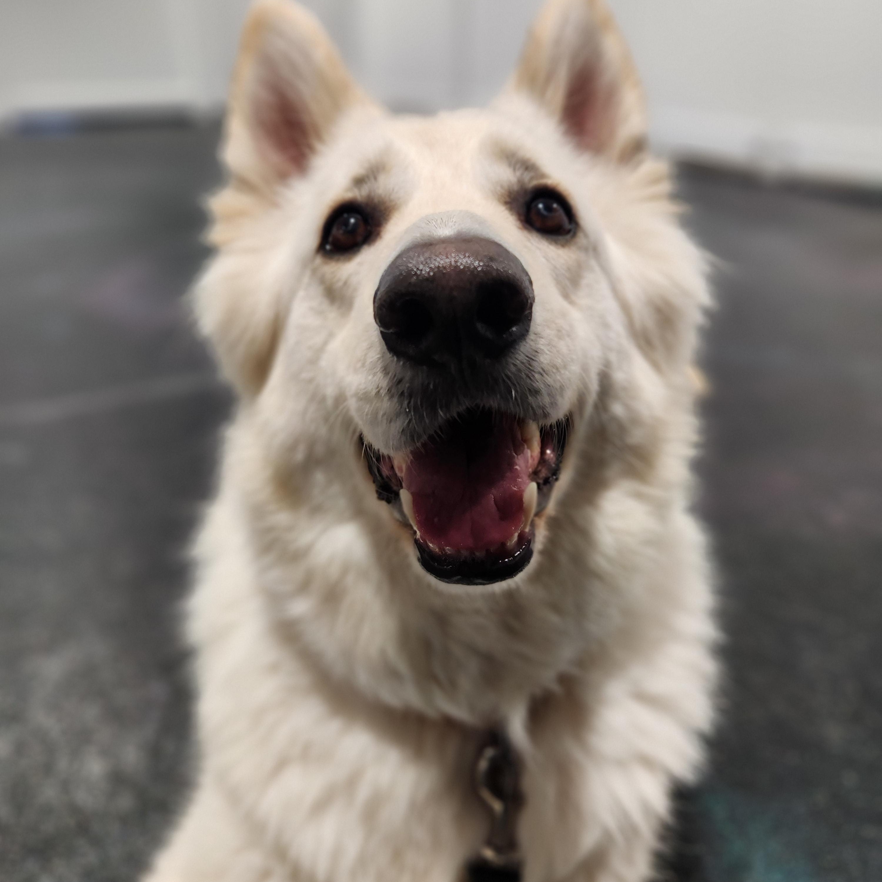 Beau, a Adoptable mixed breed in Georgetown, TX image 1/6