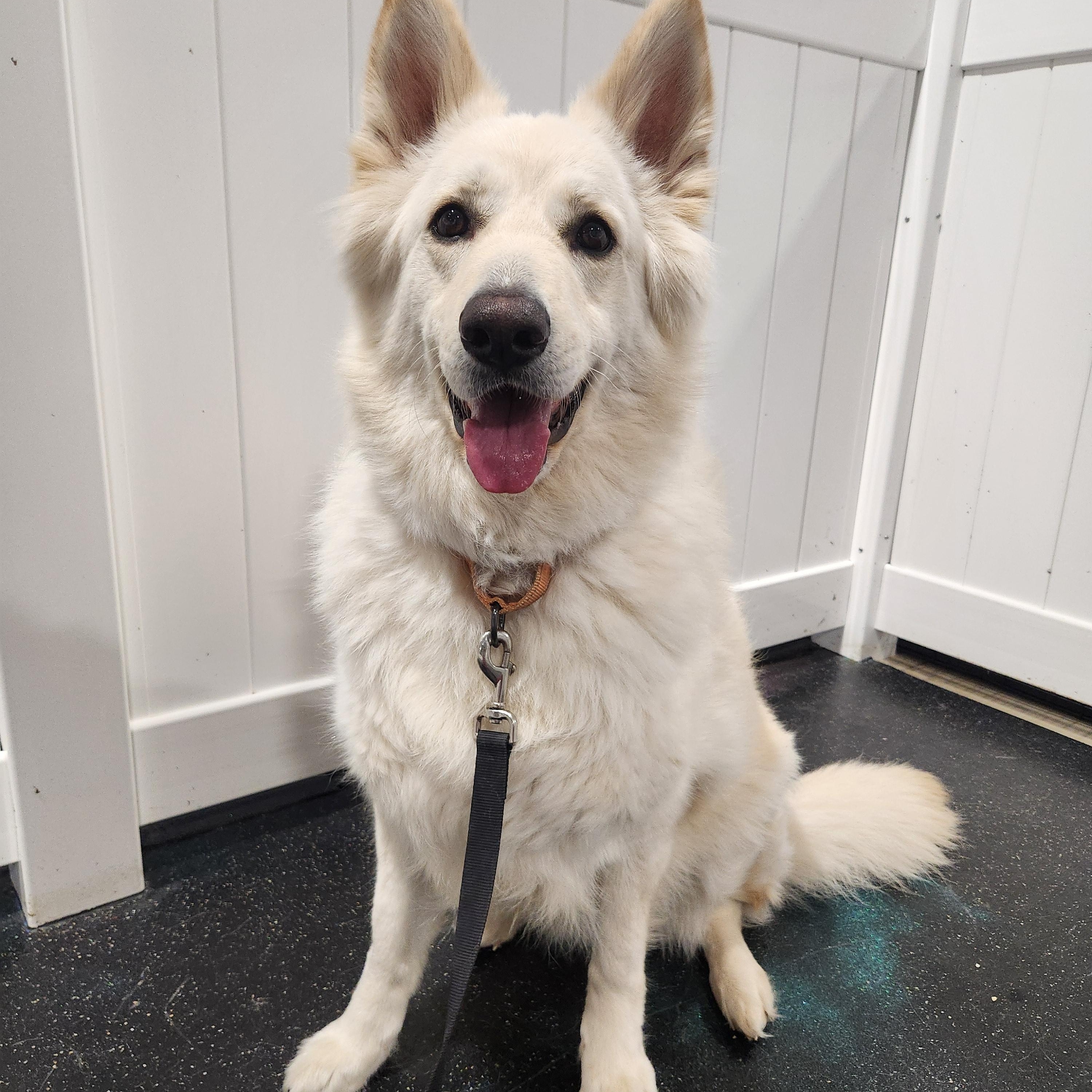Beau, Adoptable, Adult Male White German Shepherd.