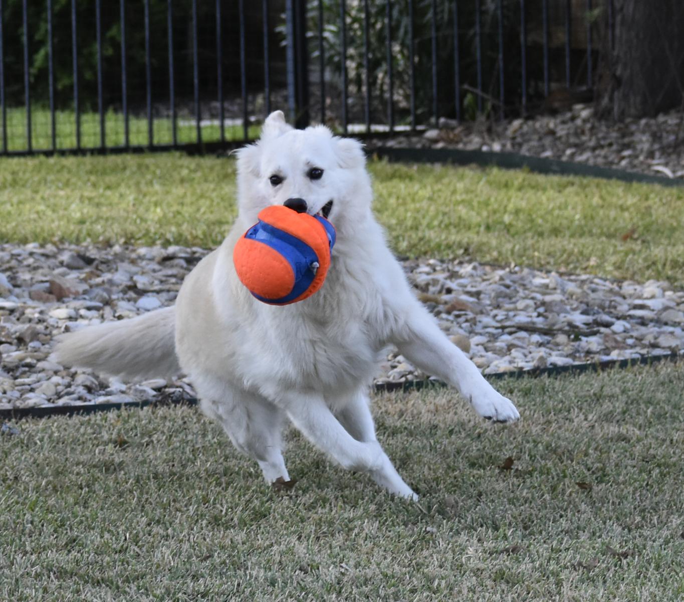 Beau, a Adoptable mixed breed in Georgetown, TX image 3/6