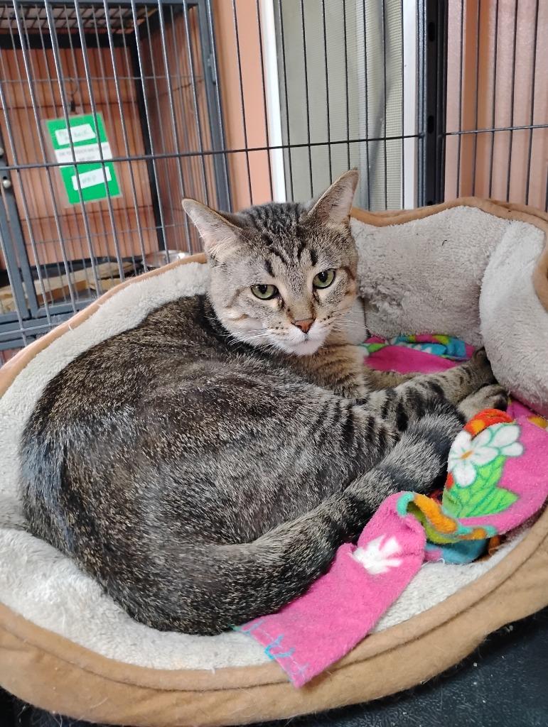 Enlarge Pippin, a Adopted mixed breed in Battle Creek, MI image 1/1