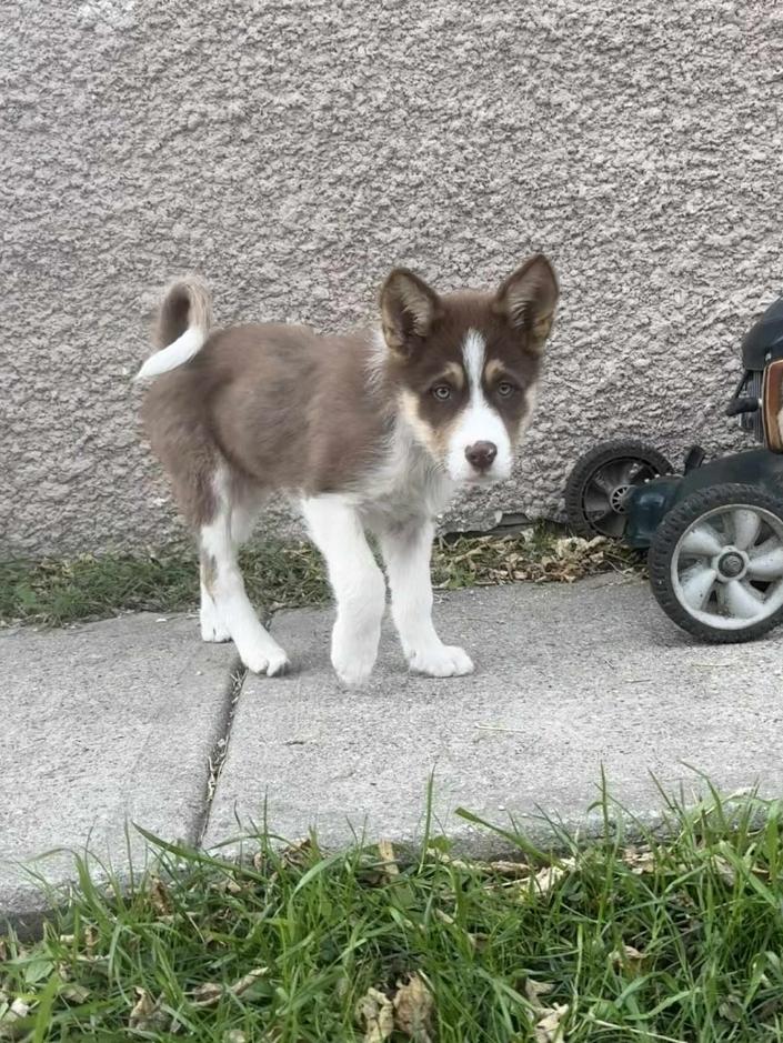Oswald, a Adoptable mixed breed in Winnipeg, MB image 1/5