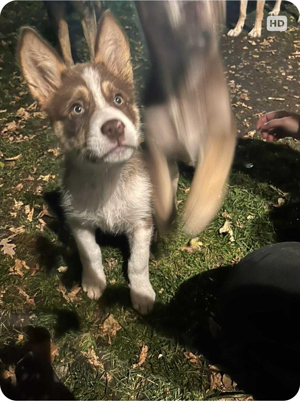 Oswald, an adoptable Husky, Mixed Breed in Winnipeg, MB, R3E 2Z9 | Photo Image 5