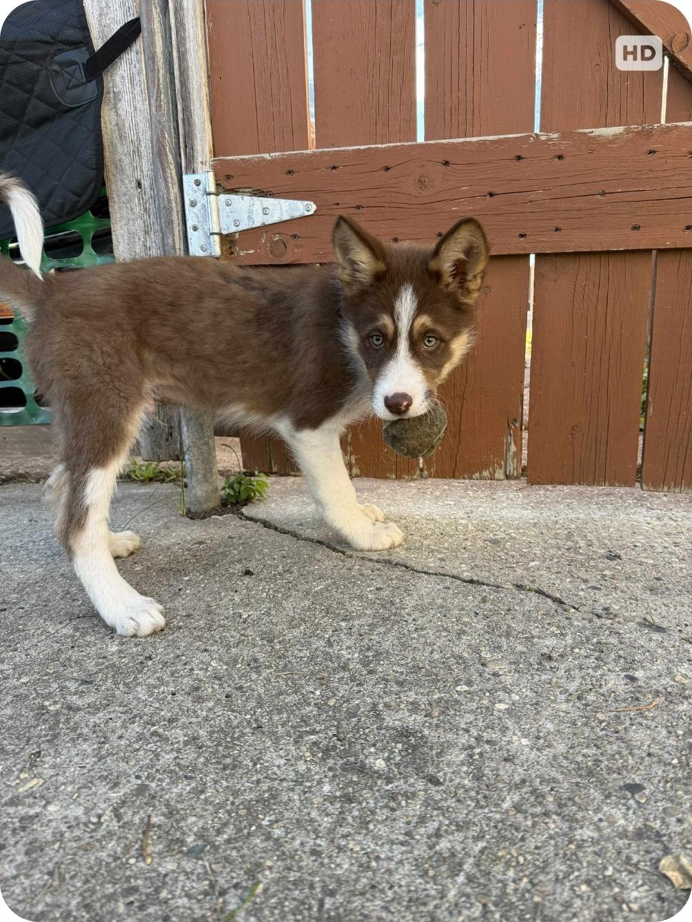 Oswald, a Adoptable mixed breed in Winnipeg, MB image 4/5