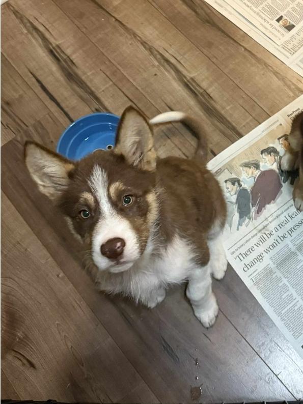 Oswald, a Adoptable mixed breed in Winnipeg, MB image 5/5