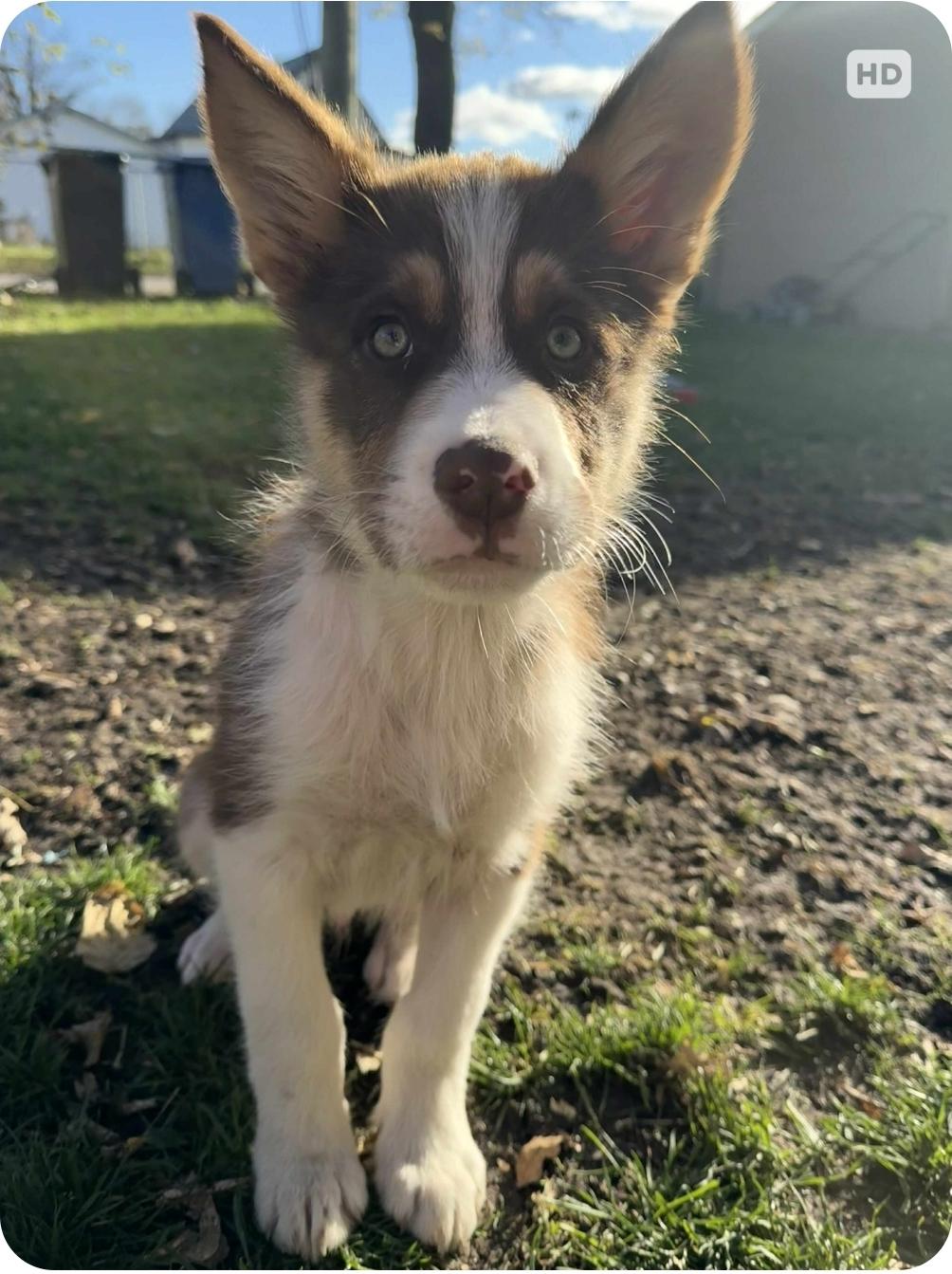 Oswald, a Adoptable mixed breed in Winnipeg, MB image 2/5