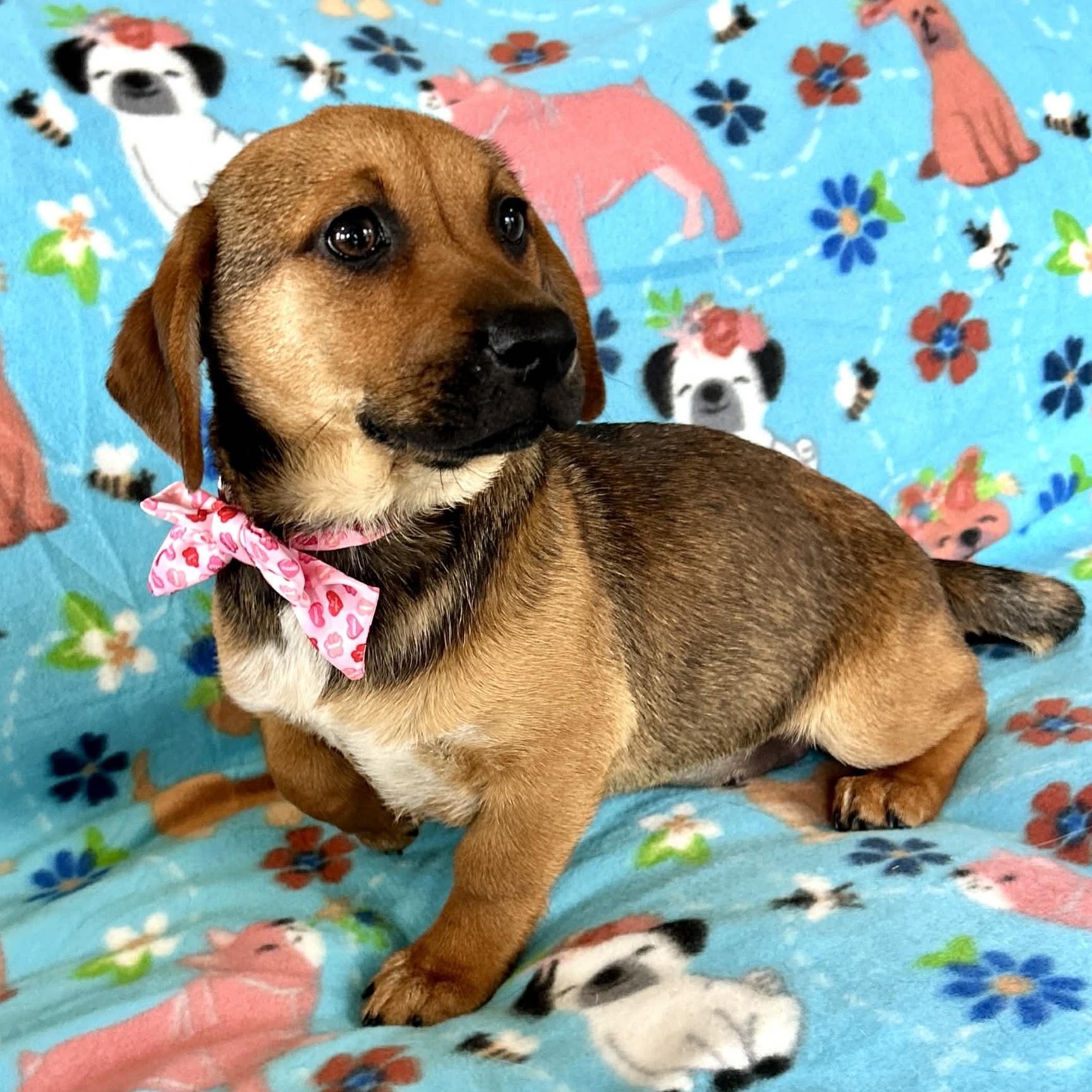 Pretzel, ADOPTABLE, Puppy Female Dachshund & Feist.