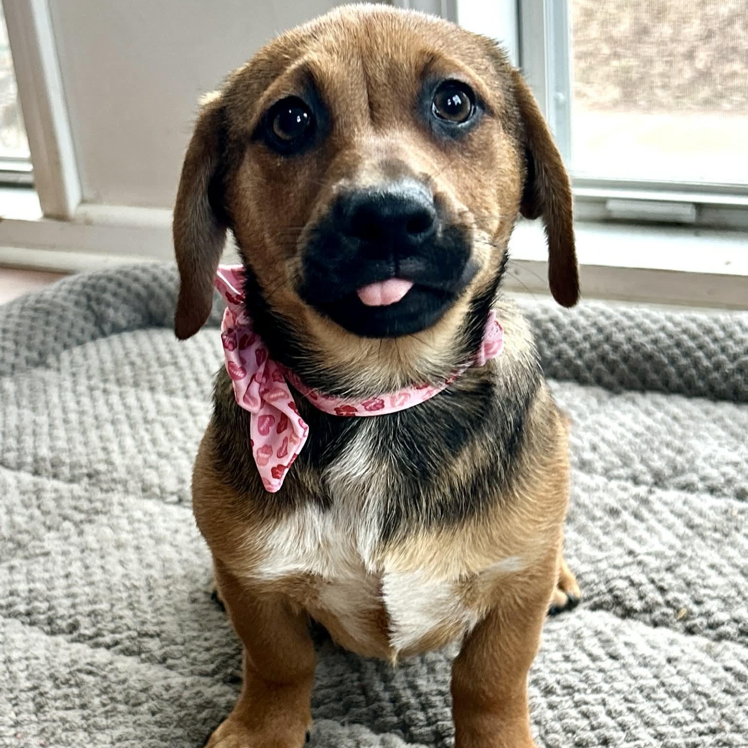 Enlarge Pretzel, a ADOPTABLE mixed breed in Broad Brook, CT image 2/5