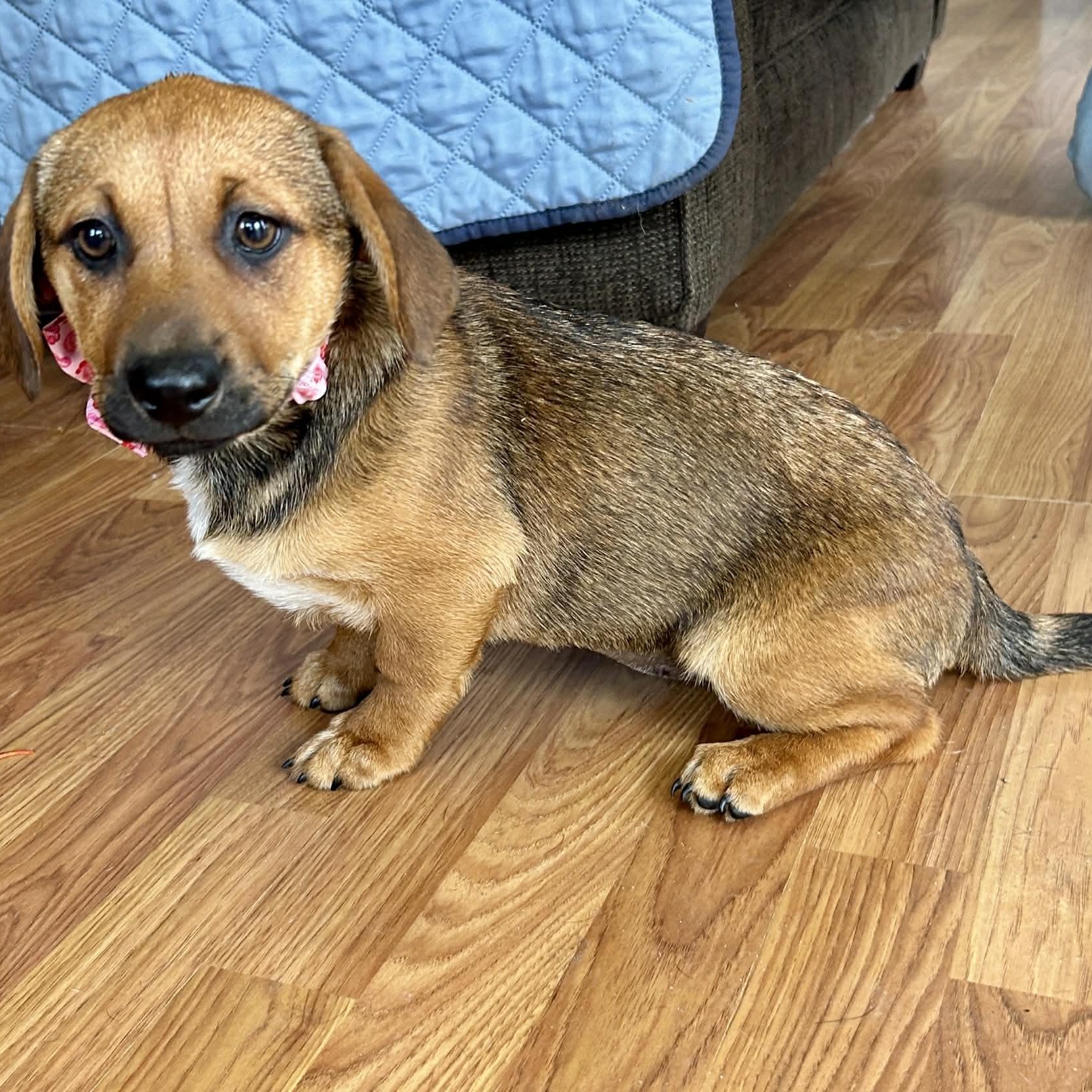 Enlarge Pretzel, a ADOPTABLE mixed breed in Broad Brook, CT image 3/5