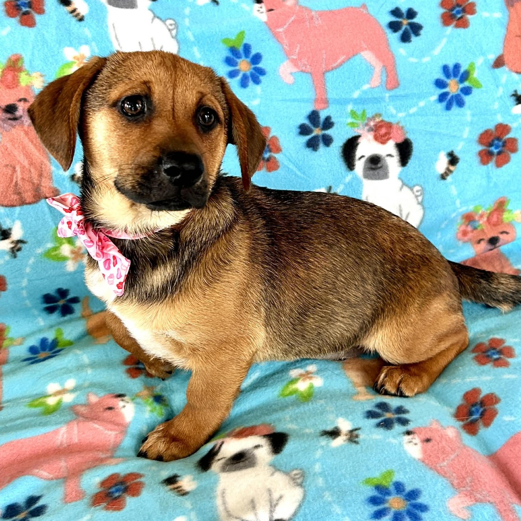 Enlarge Pretzel, a ADOPTABLE mixed breed in Broad Brook, CT image 4/5