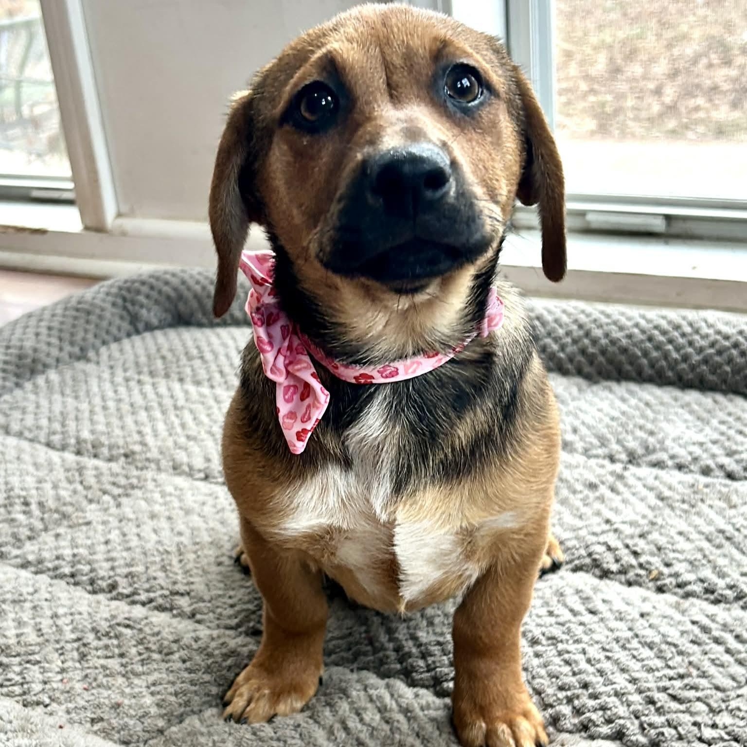 Enlarge Pretzel, a ADOPTABLE mixed breed in Broad Brook, CT image 5/5