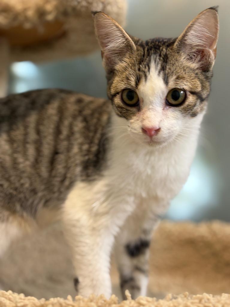 Dillon, Adoptable, Kitten Male Domestic Short Hair.