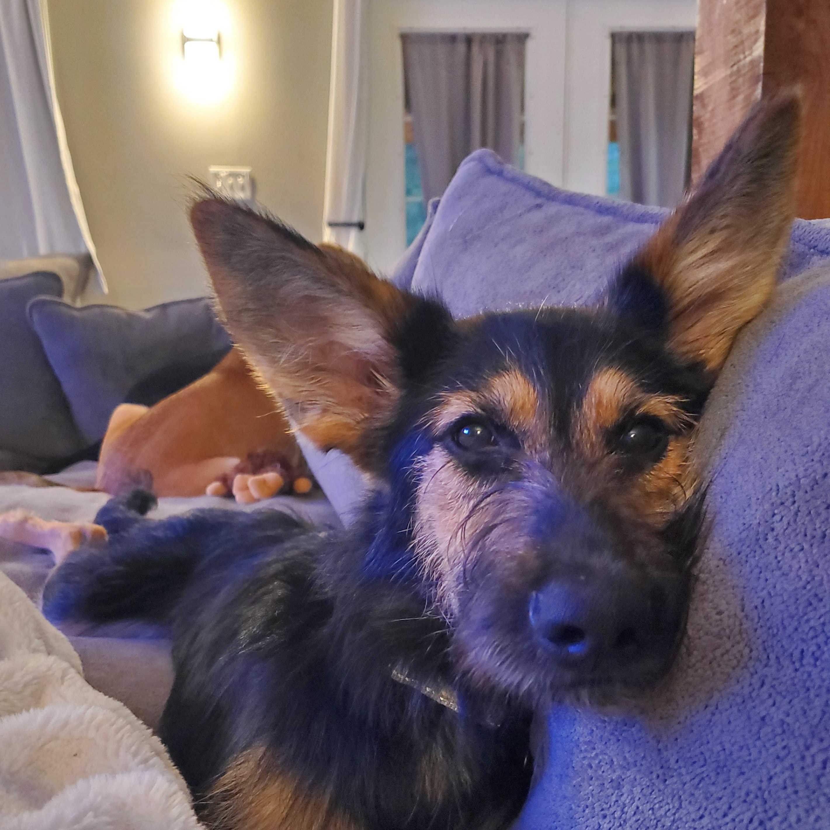 Enlarge Tillie, a Adoptable mixed breed in Albany, NY image 2/5