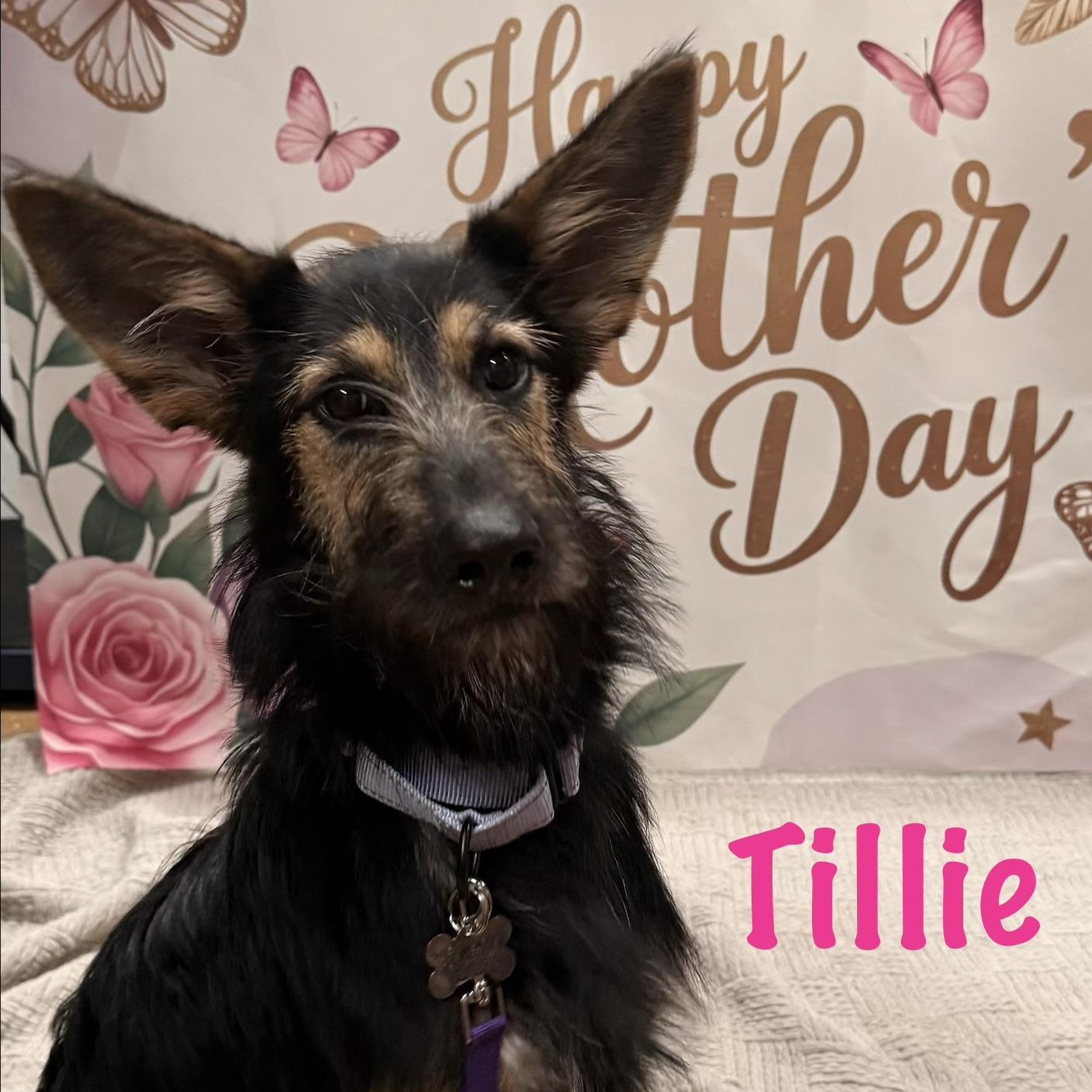 Enlarge Tillie, a Adoptable mixed breed in Albany, NY image 1/2