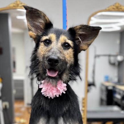 Enlarge Tillie, a Adoptable mixed breed in Albany, NY image 1/5