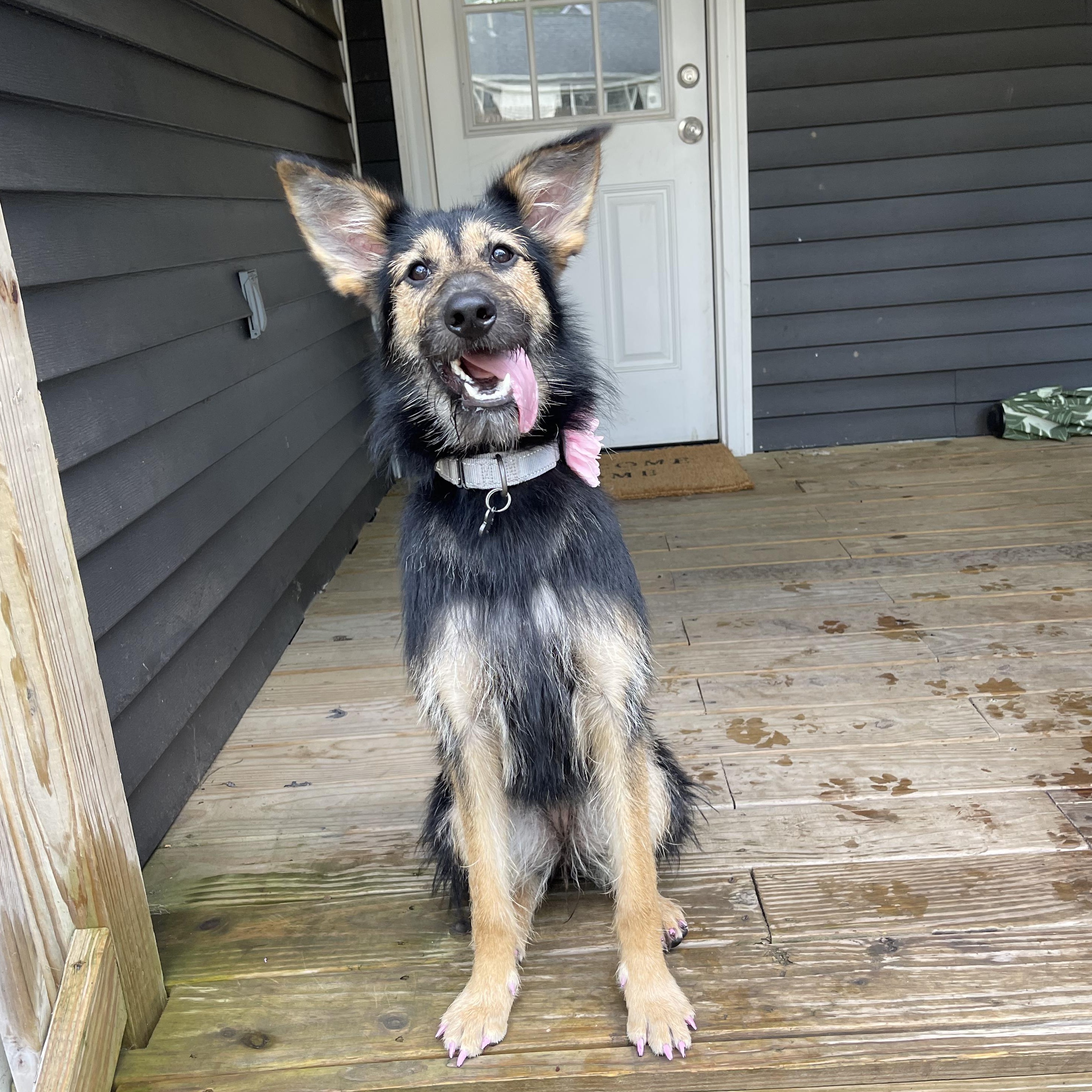 Enlarge Tillie, a Adoptable mixed breed in Albany, NY image 3/5