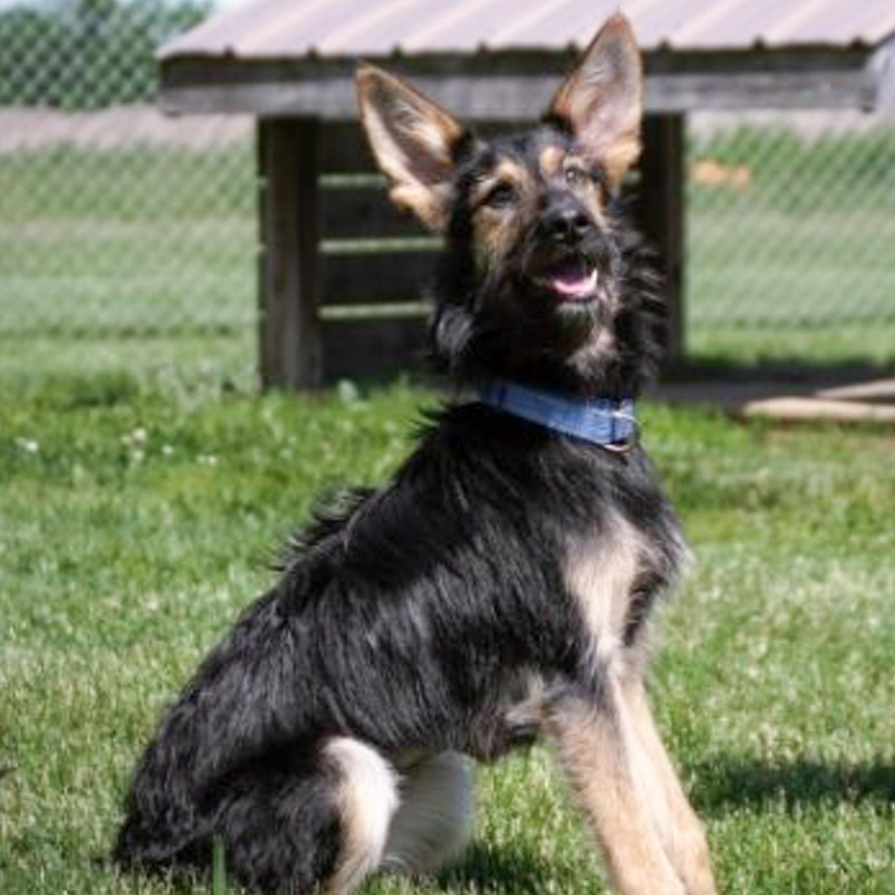 Enlarge Tillie, a Adoptable mixed breed in Albany, NY image 2/2