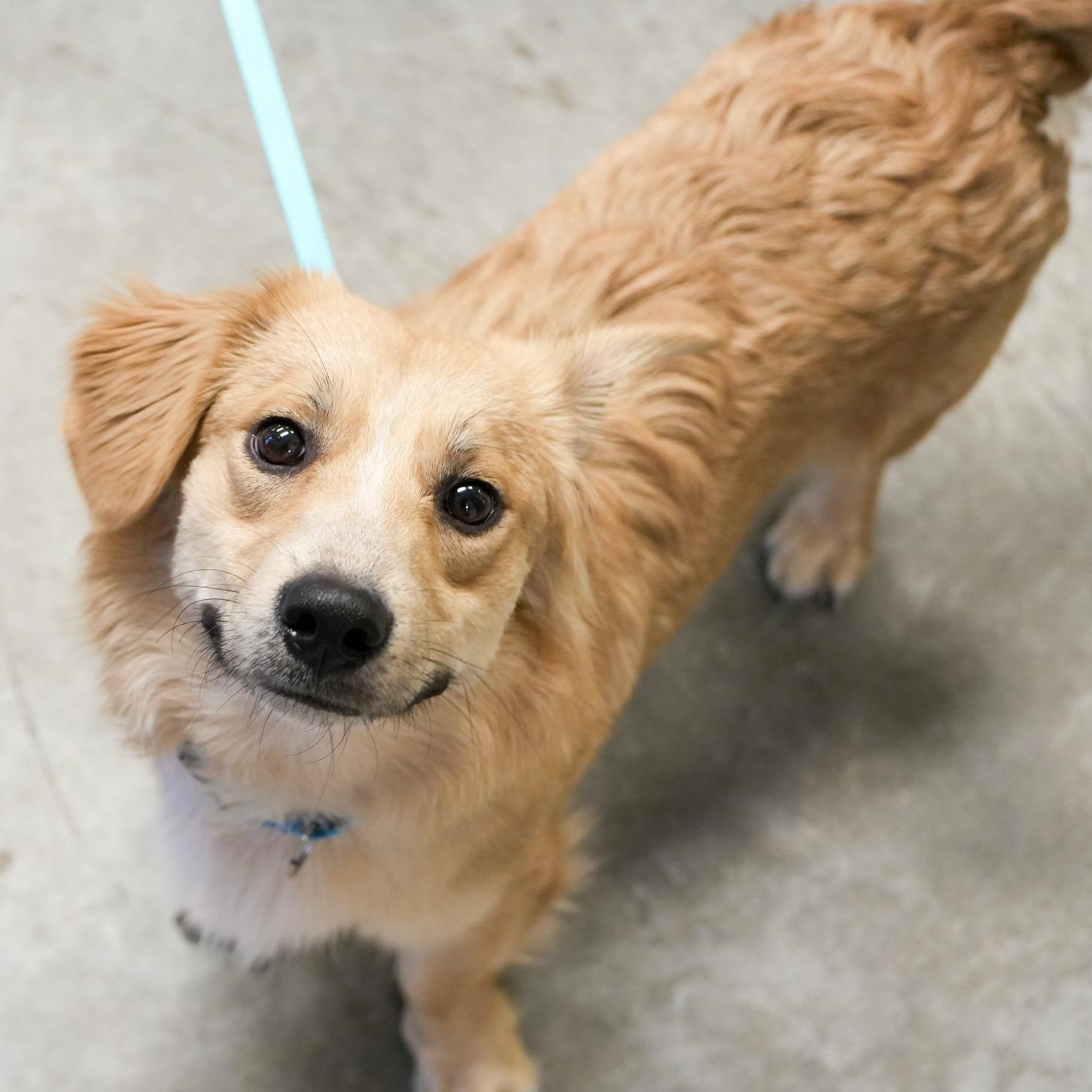 Schrader Twine, adopted, Adult Male Corgi & Golden Retriever.