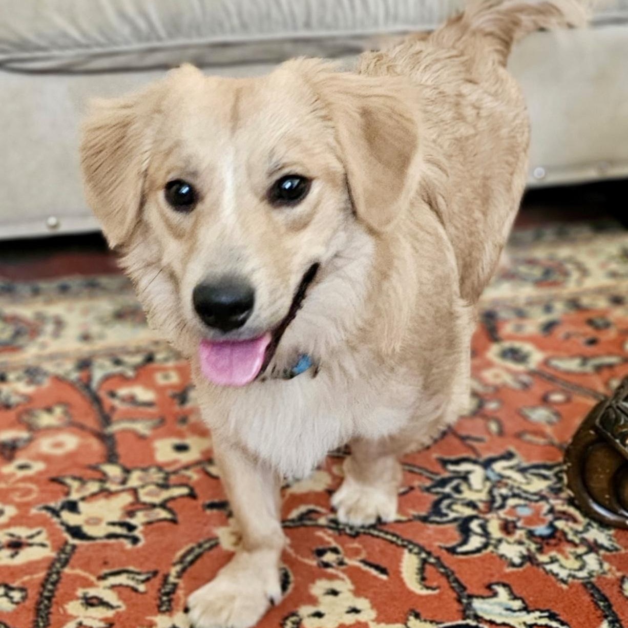 Enlarge Schrader Twine, an adopted mixed breed in Thompson's Station, TN image 2/3