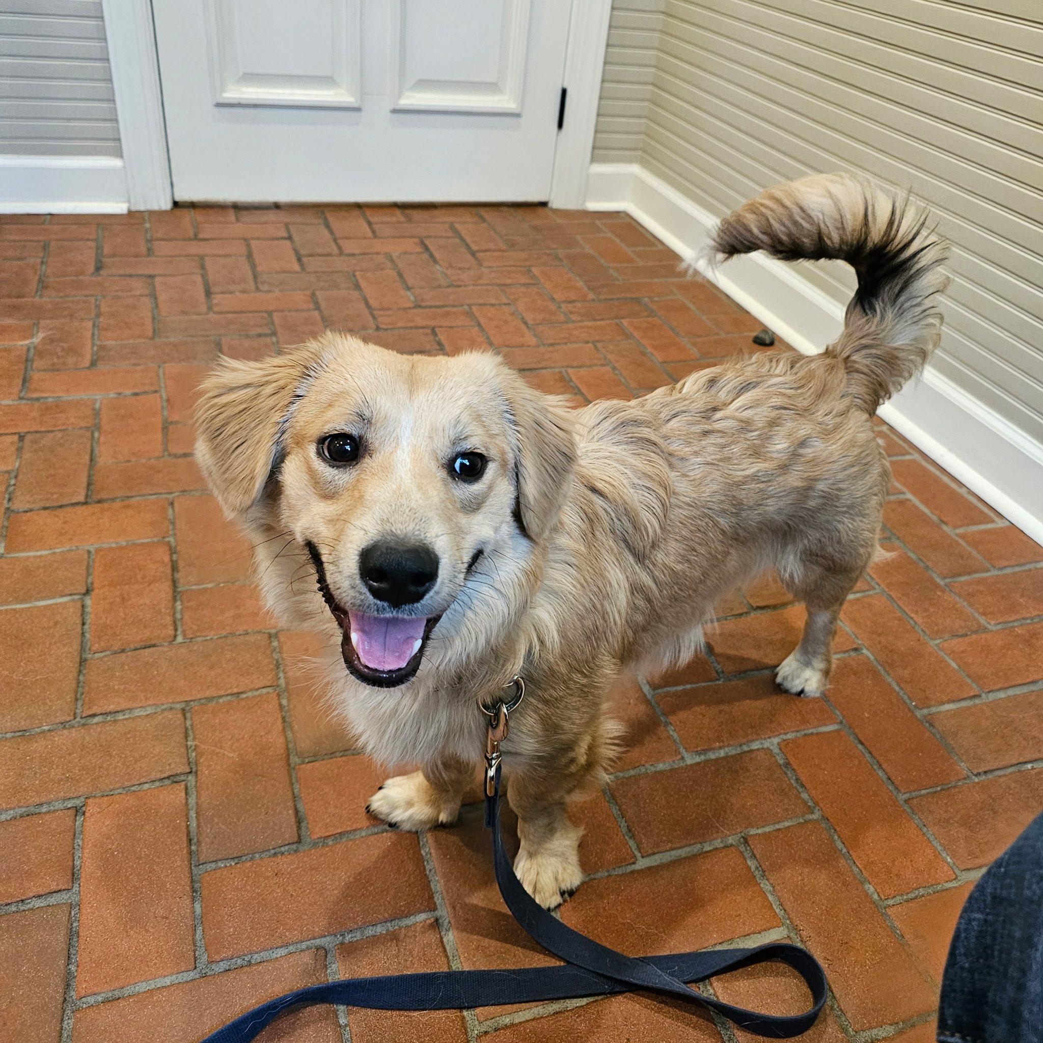 Enlarge Schrader Twine, an adopted mixed breed in Thompson's Station, TN image 3/3