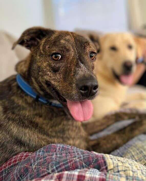 Scrappy Doo your cats BFF — thumbnail 2