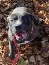 Kash, Adoptable, Adult Male Pit Bull Terrier.