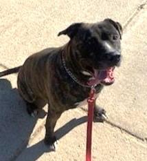 Kash, a Adoptable Pit Bull Terrier in Huntington, NY image 2/3