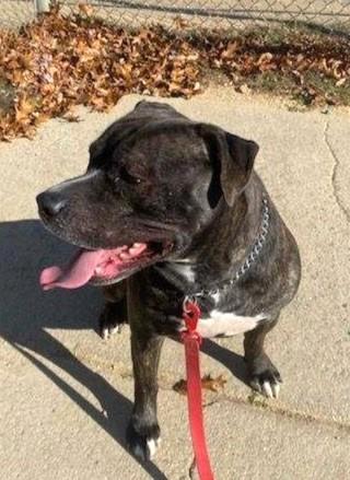 Kash, a Adoptable Pit Bull Terrier in Huntington, NY image 3/3