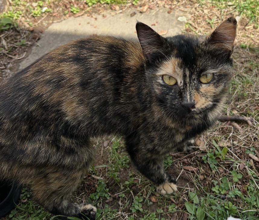 Enlarge Calie, a ADOPTABLE Tortoiseshell in Andover, CT image 1/3