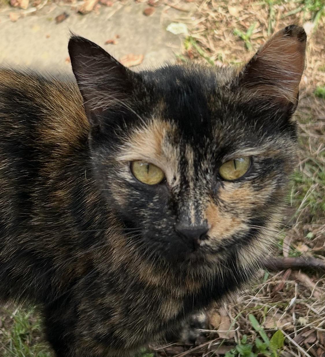 Enlarge Calie, a ADOPTABLE Tortoiseshell in Andover, CT image 2/3
