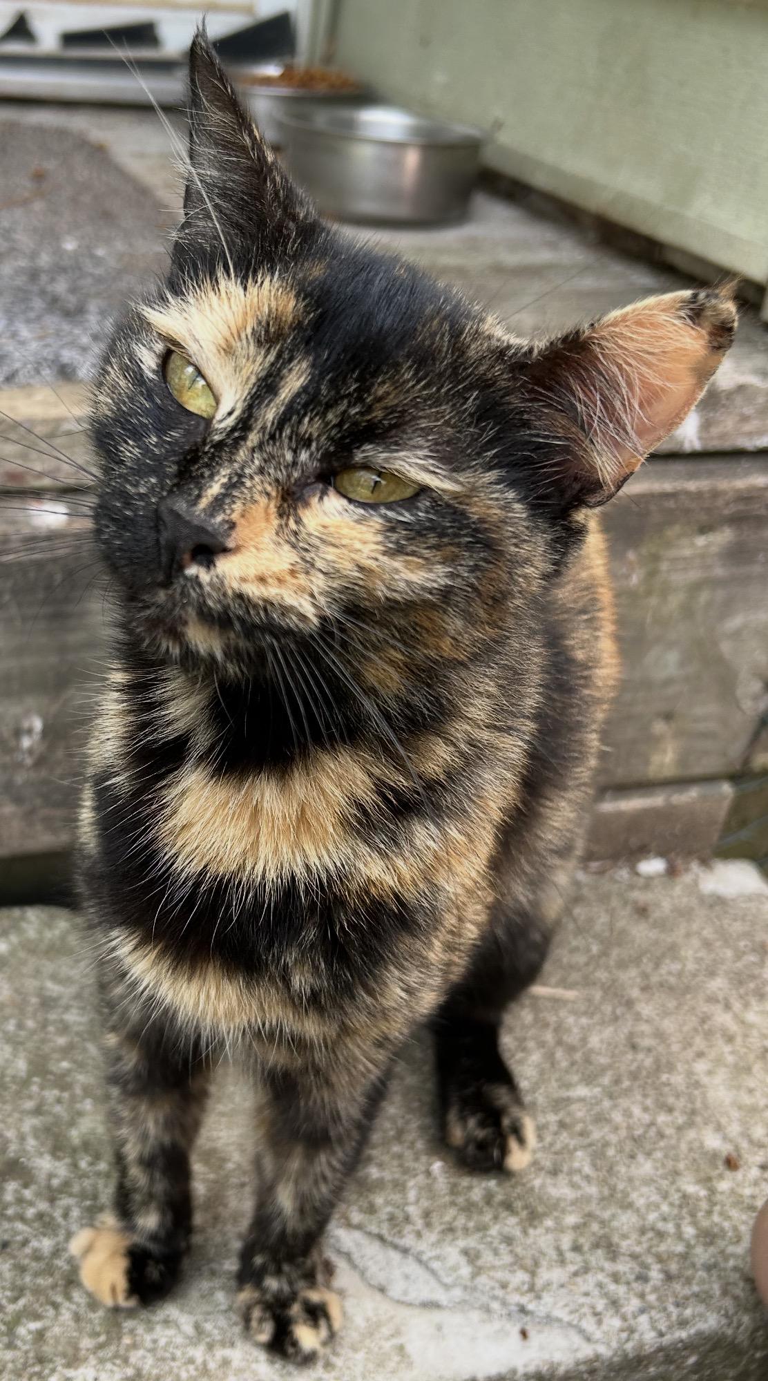 Enlarge Calie, a ADOPTABLE Tortoiseshell in Andover, CT image 3/3