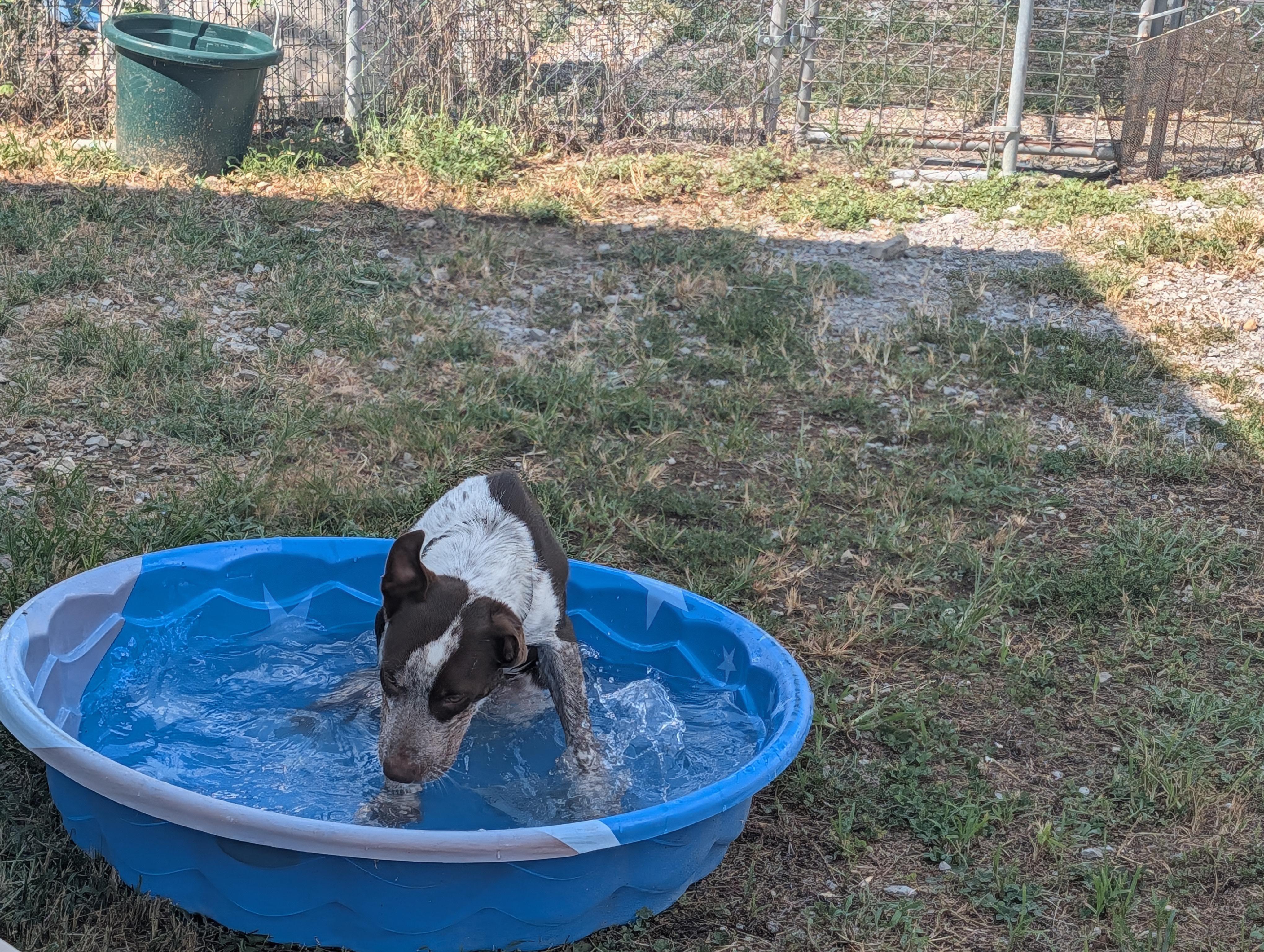 Ranger, an adopted Australian Cattle Dog / Blue Heeler in Lewisburg, TN image 4/4