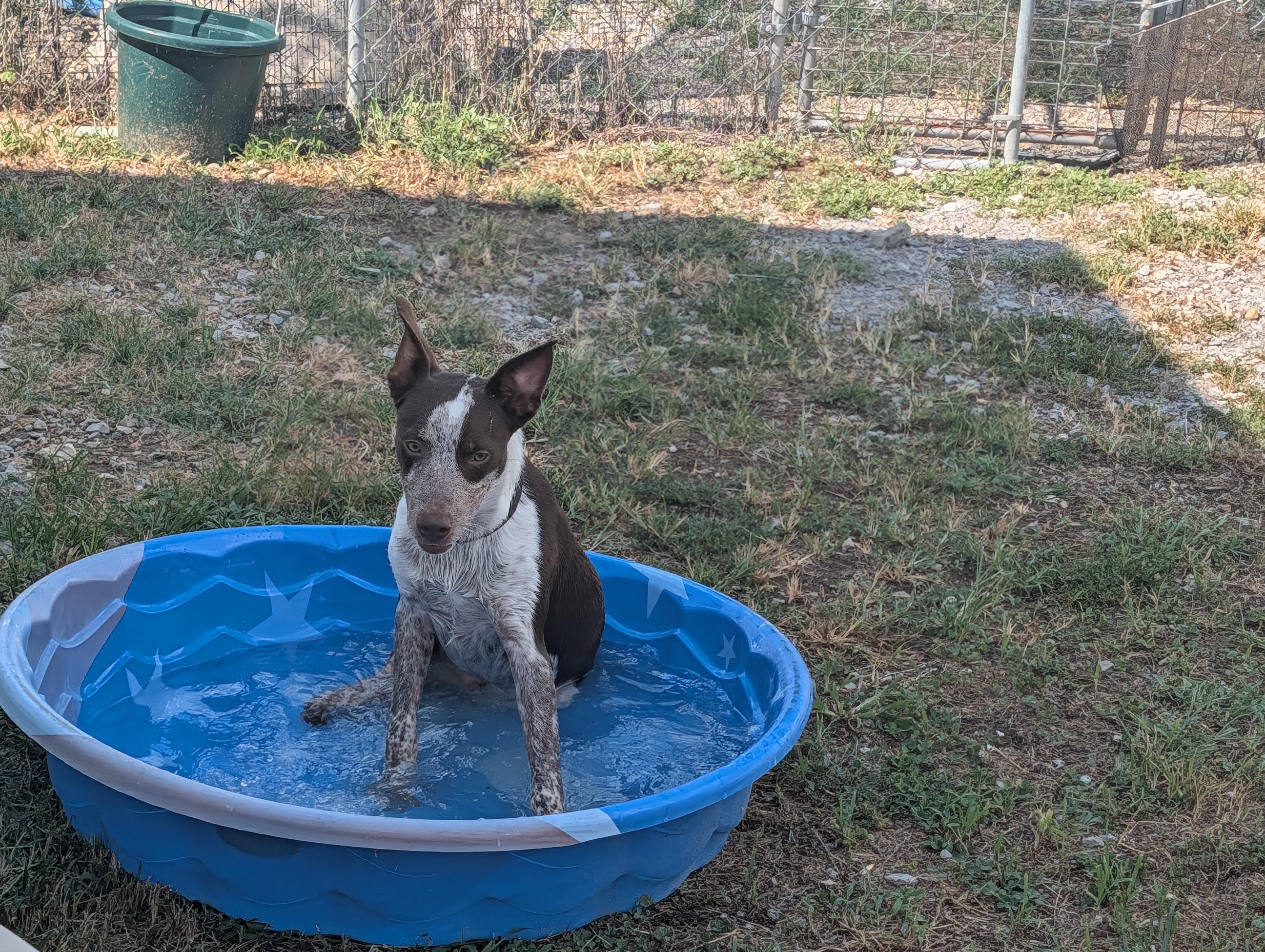 Ranger, an adopted Australian Cattle Dog / Blue Heeler in Lewisburg, TN image 3/4