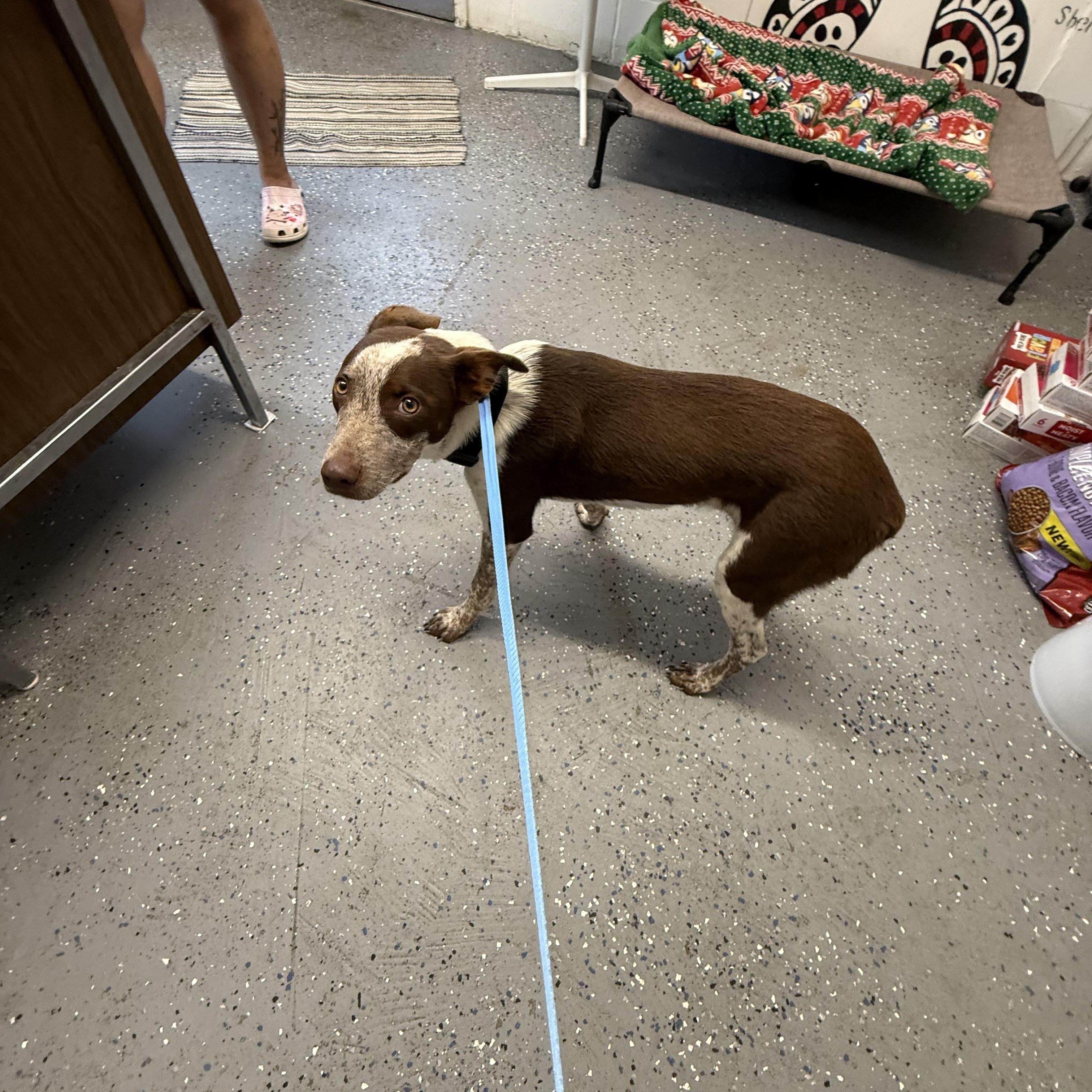 Ranger, adopted, Adult Male Australian Cattle Dog / Blue Heeler.