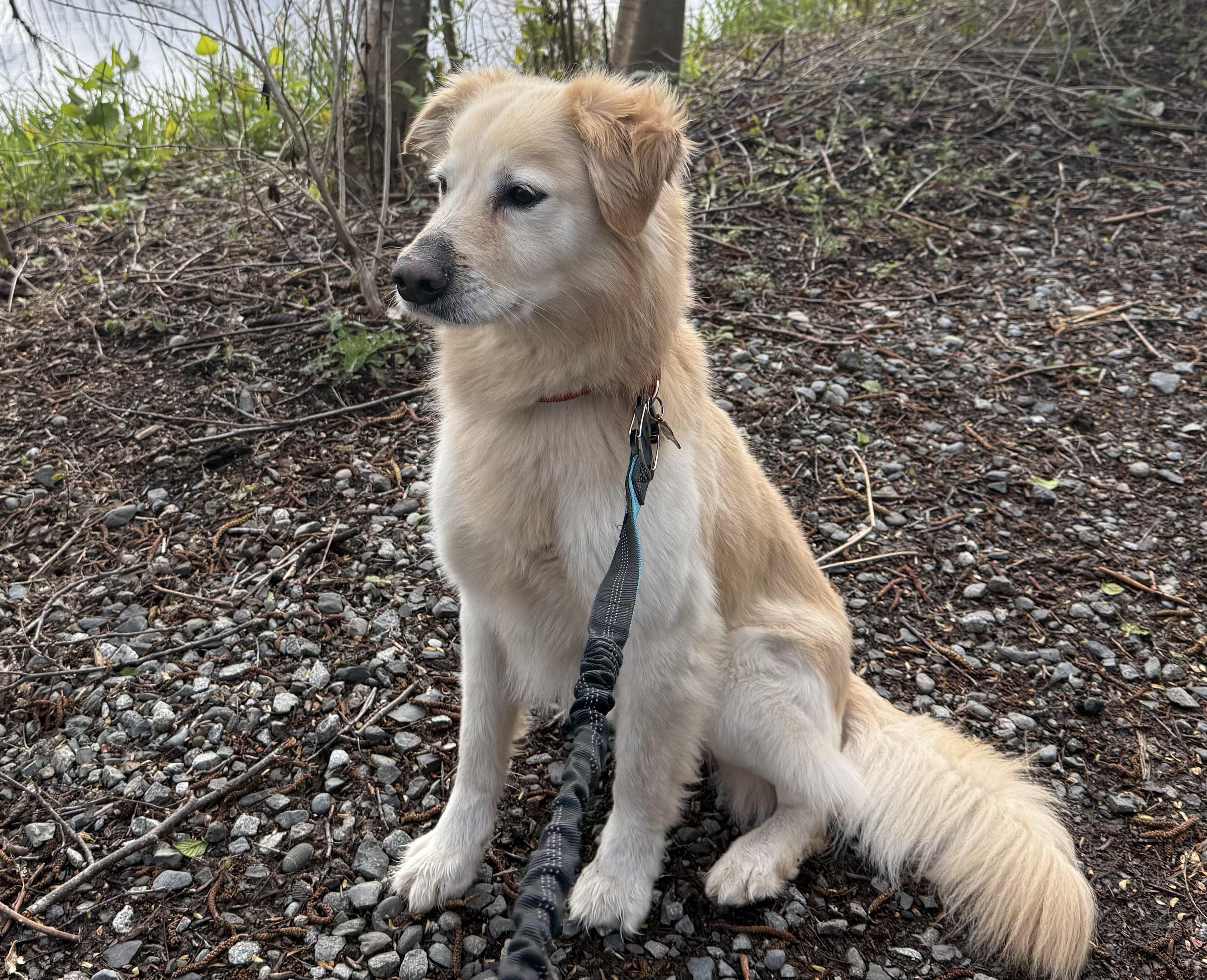 Enlarge Wally, a ADOPTABLE mixed breed in Silvana, WA image 2/3