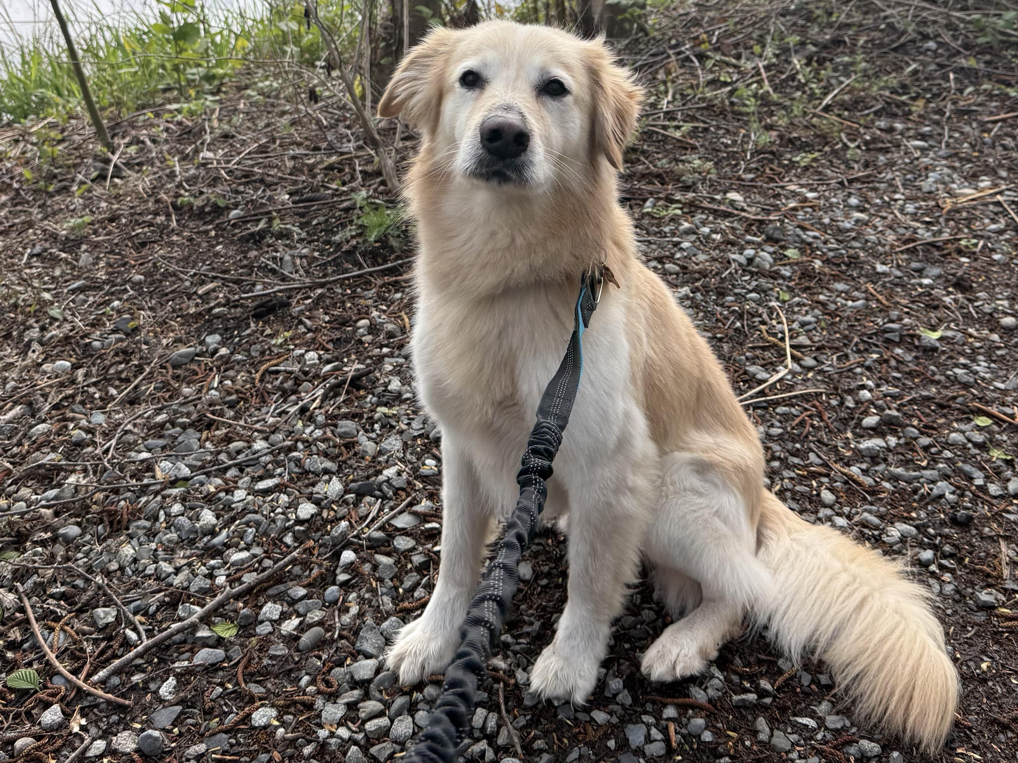Enlarge Wally, a ADOPTABLE mixed breed in Silvana, WA image 1/3